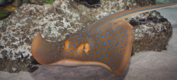 Foto: Sea Life Speyer