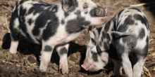 Kleine Minipig-Ferkel erfreuen derzeit die Gäste des Vineta-Hotels auf Usedom. (Symbolbild)