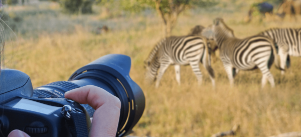 Corona-Pandemie lässt Preise für Safaris in Kenia purzeln