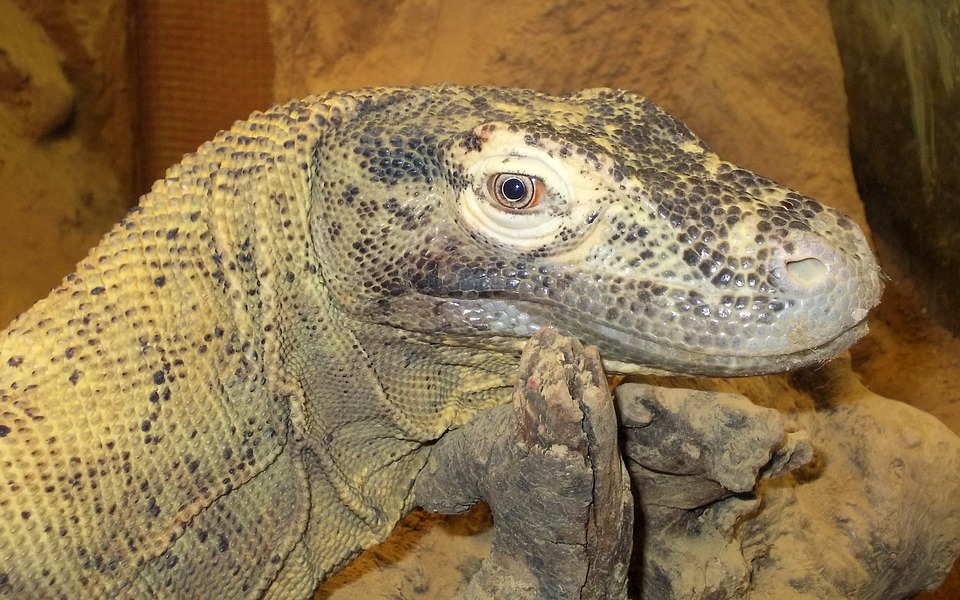 Komododrache