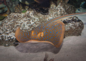 Foto: Sea Life Speyer