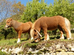 Shetlandpony