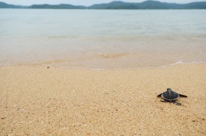 Turtle Beach