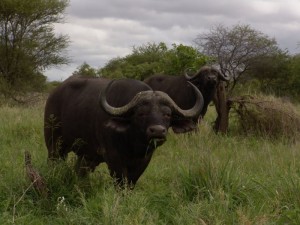 Afrikanischer Büffel