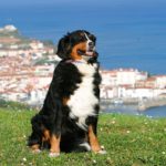 Hund Frankreich Hund Frankreich