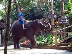 Thailand – eines der letzten Rückzugsgebiete für den Asiatischen Elefanten