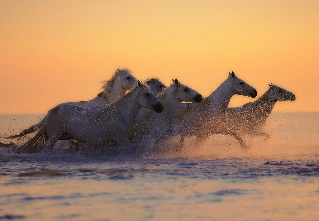 Pferde Meer
