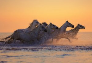 Pferde Meer