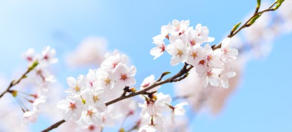 Hanami – Die schönste Zeit im Jahr