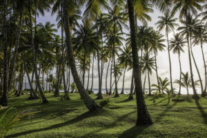 Kokonusspalmen in der Chuuk Lagune