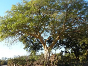 Kruger National Park