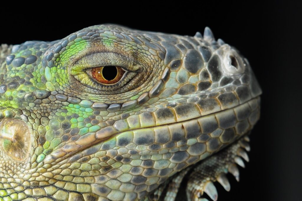 Leguan