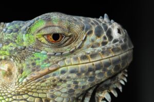 Leguan