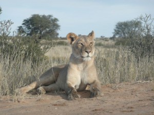 Löwe Kgalagadi Transfrontier Park
