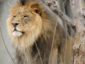 Löwe Südafrika