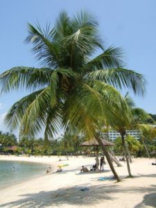 Palmen und Strand, Singapur