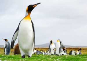 Pinguine, Falklandinseln