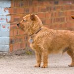 Hund Österreich Hund Österreich