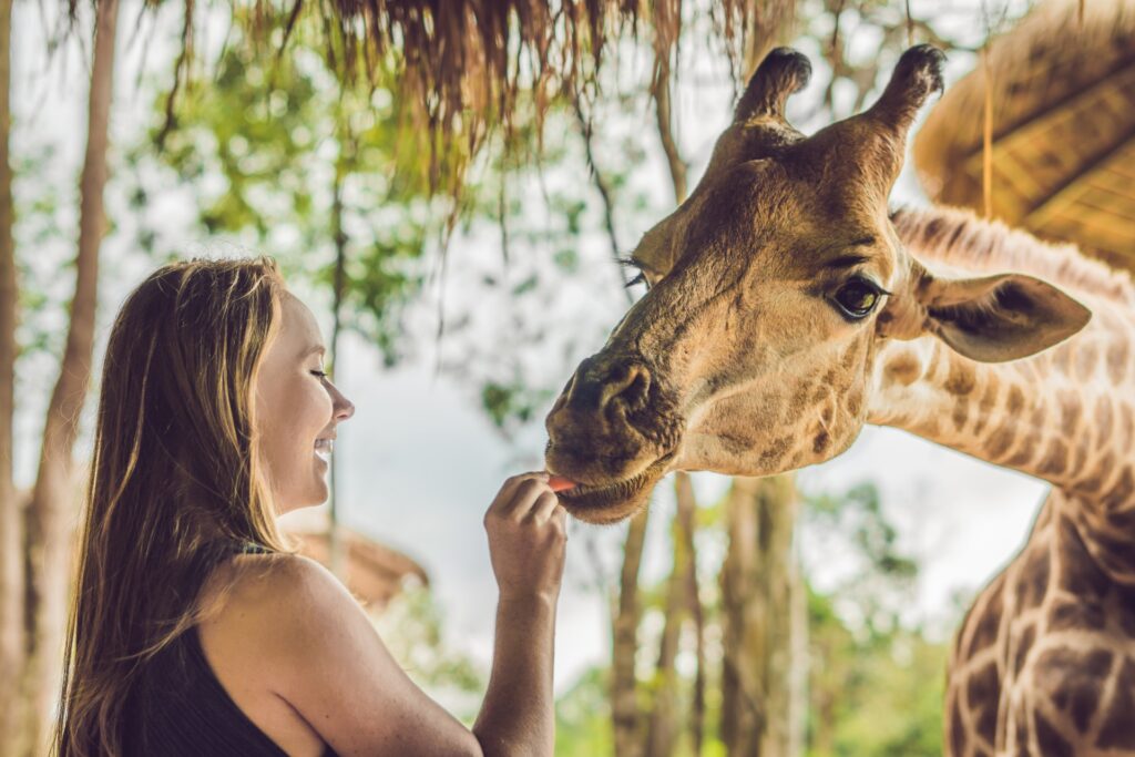 Giraffe
