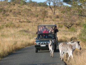 Zebras Hluhluwe-iMfolozi Park